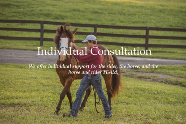 Individual consultation for horse training.