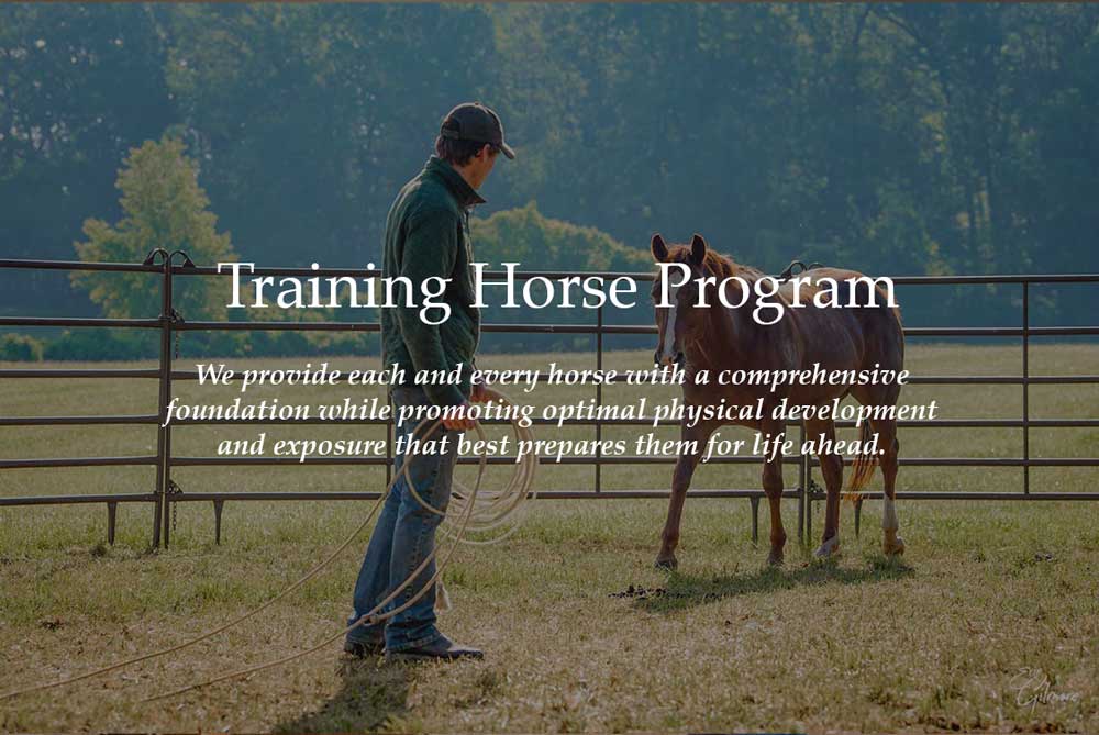 Training horse program